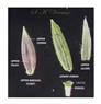  Parts of sessile spikelet